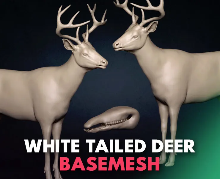 White Tailed Deer Basemesh 3D model