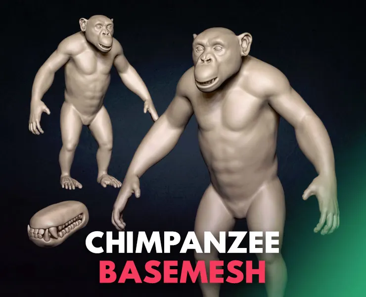 Chimpanzee Basemesh 3D model