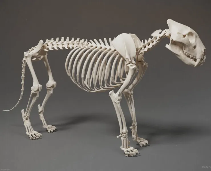 3D Lion Skeleton - Sculpture