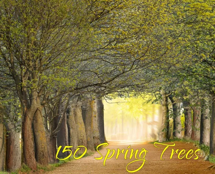 150 Realistic Forest Trees Clipart, Cut Out Spring Overlays