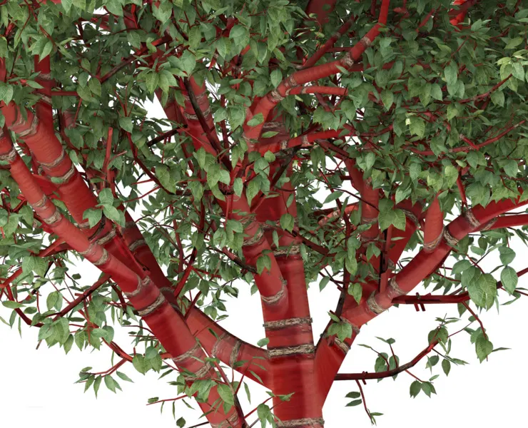 Red Bark cherry Trees