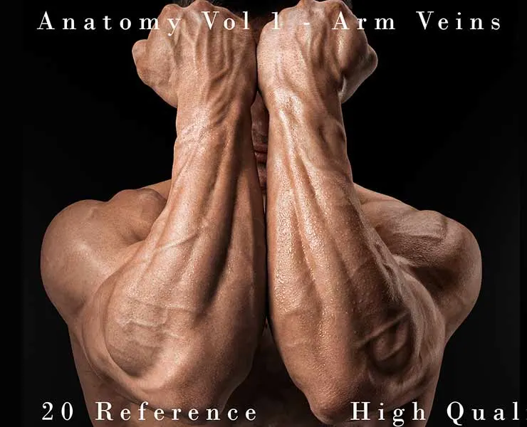 Anatomy Vol 1 - Arm Veins Details