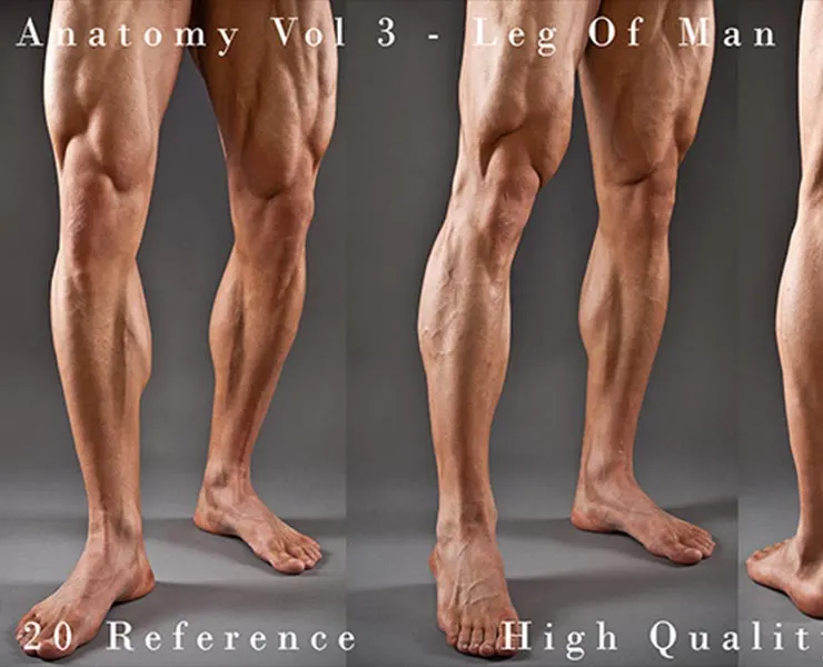 Anatomy Vol 3 - Leg Of Man Details