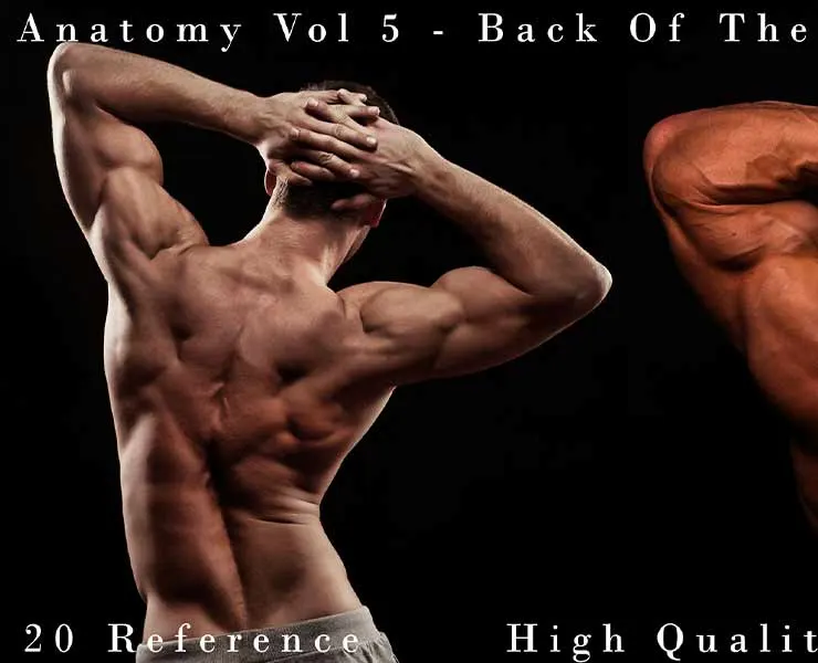 Anatomy Vol 5 - Back Of The Body