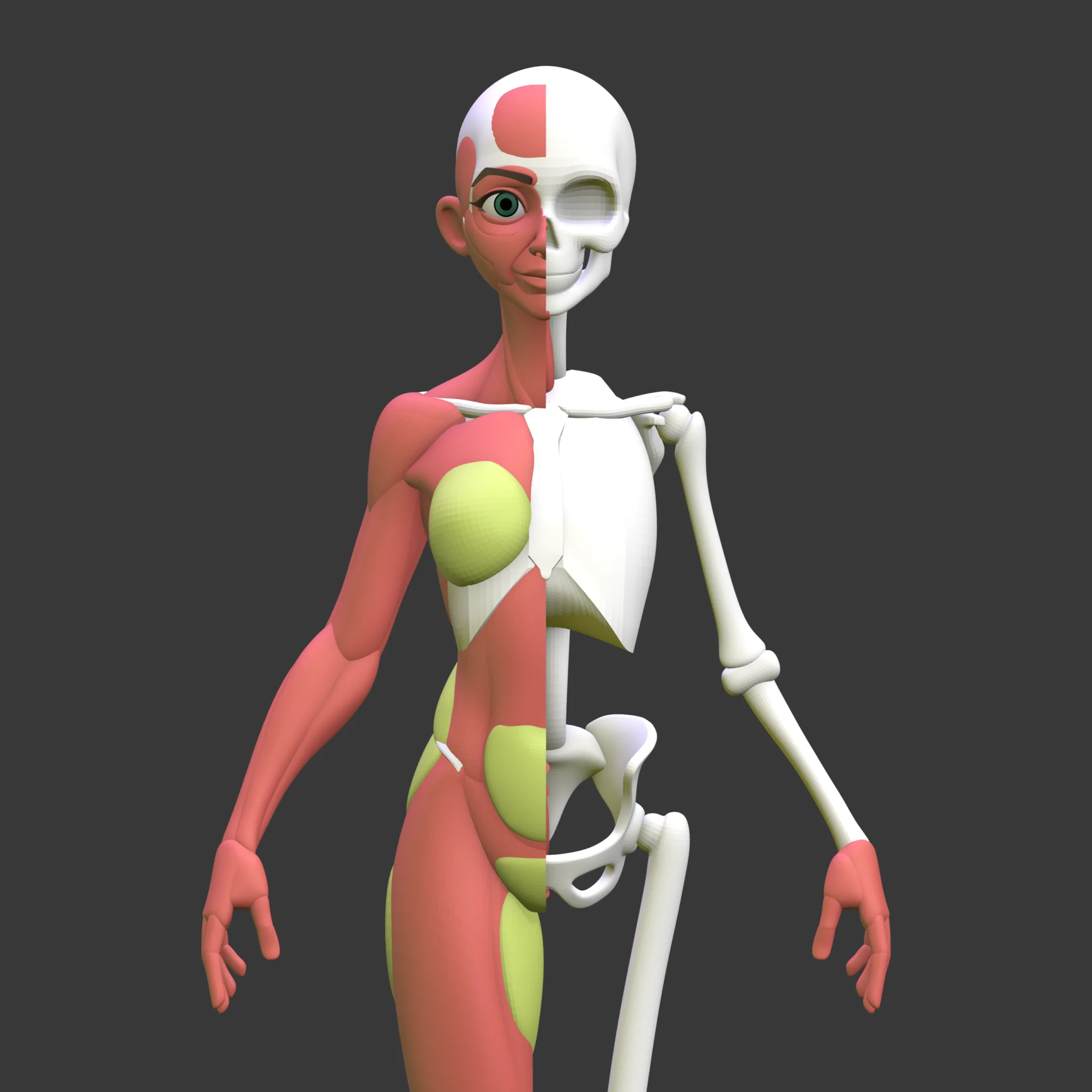 Stylized Female Anatomy Ecorche