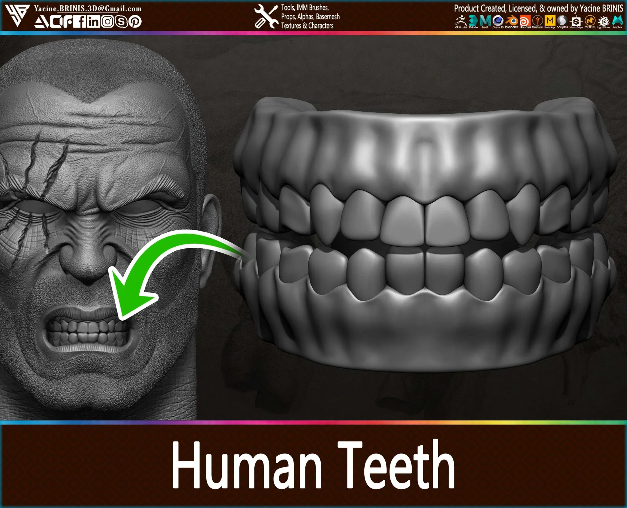 Highly Detailed Human Teeth