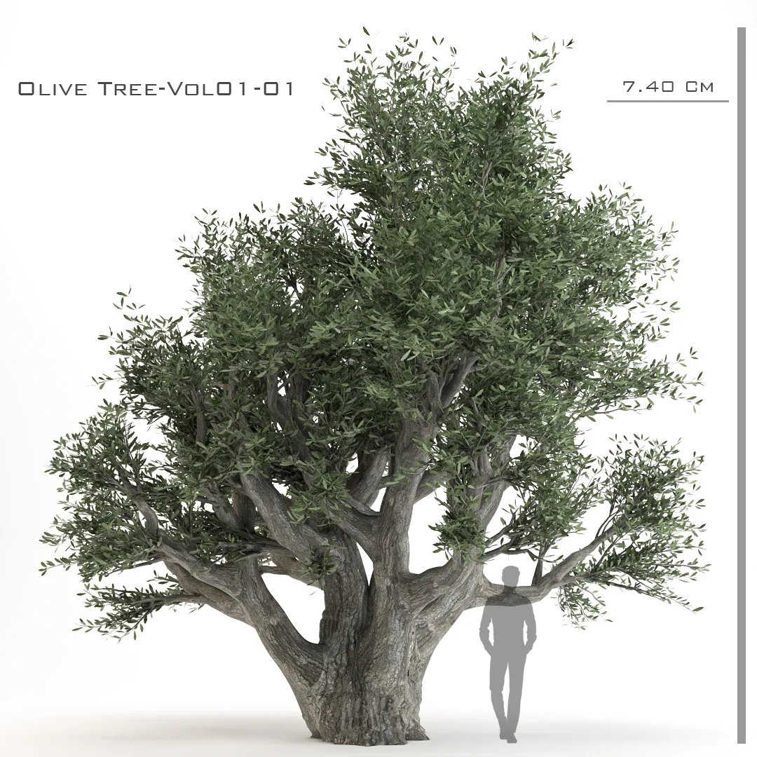 Olive Tree-A.Rstudio-Vol 01-01