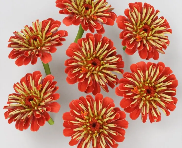 Elegant Zinnia Red