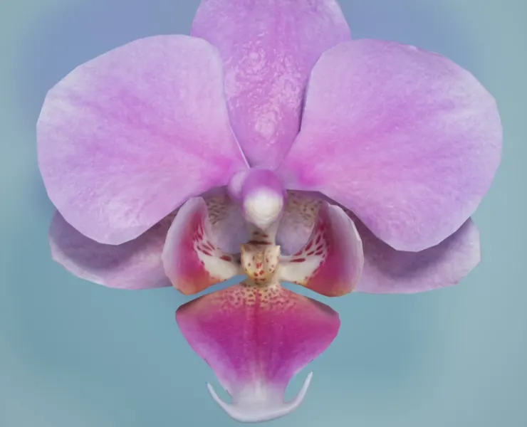 Orchid Flower 6