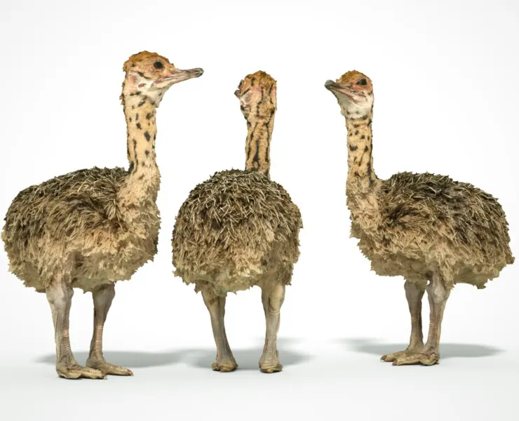 Ostrich Struthio Camelus Struisvogel Baby