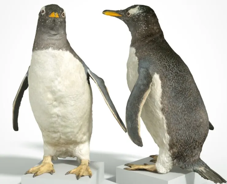 Penguin Aquatic Bird Sphenisciformes Spheniscidae