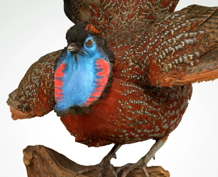 Tragopan Horned Pheasant Bird Phasianidae