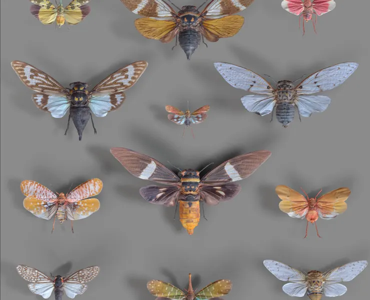 15 3D Scanned Cicadas Insect Collection