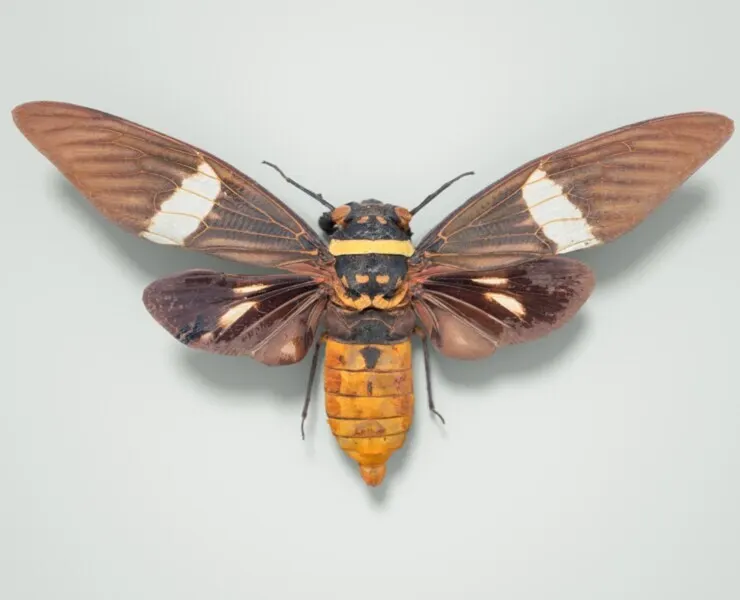 Tosena Fasciata Sumatra Cicada Insect Butterfly Moth