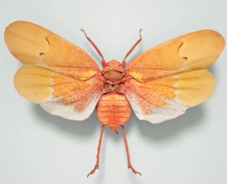 Scamandra Sanguiflua Sulawesi Cicada Insect Butterfly Moth