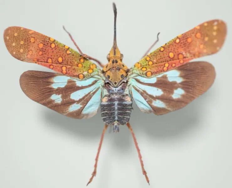 Saiva Gemmata Laos Cicada Insect Butterfly Moth