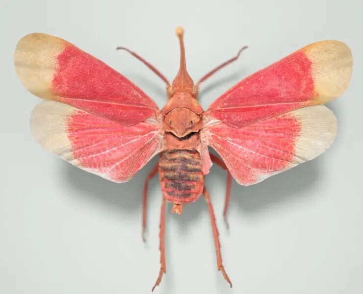 Pyrops Hamdjahi Peleng Cicada Insect Butterfly Moth