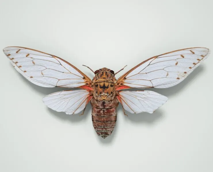 Pomponia Imperatoria Malaysia Cicada Insect Butterfly Moth