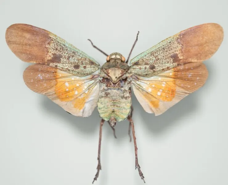 Penthicoides Farinosa Borneo Cicada Insect Butterfly Moth