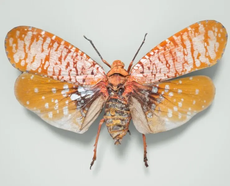 Aphaena Submaculata Cambodia Cicada Insect Butterfly Moth