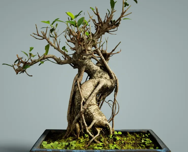 3D Scanned Bonsai Tree Ficus Retusa by Polygonal Miniatures - High-Quality Asset for Virtual Reality and Digital Projects