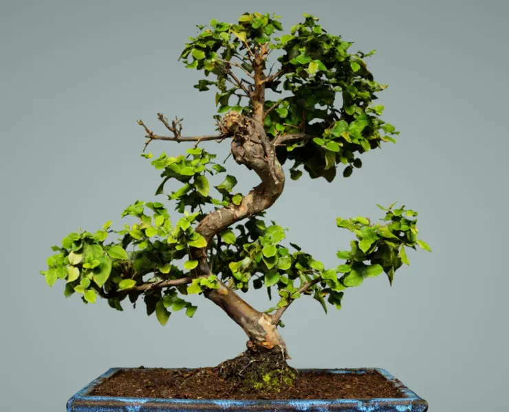 3D Scanned Bonsai Tree 6 by Polygonal Miniatures - High-Quality Asset for Virtual Reality and Digital Projects