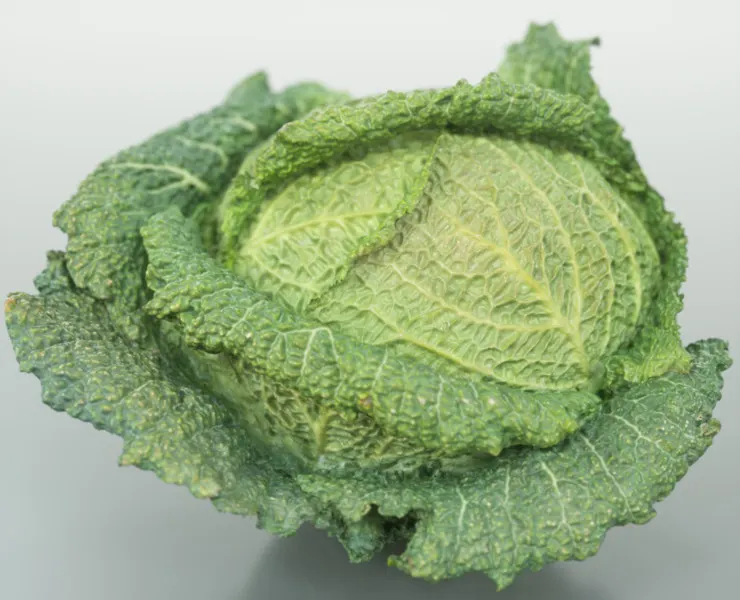 Savoye Cabbage