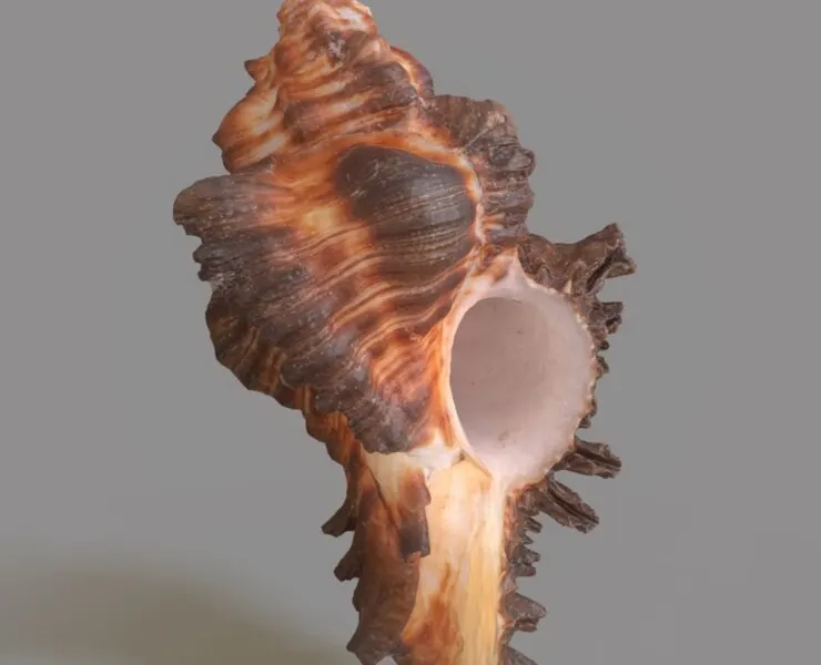 Chicoreus banksii BROWN Mollusk Sea Shell 3D Model