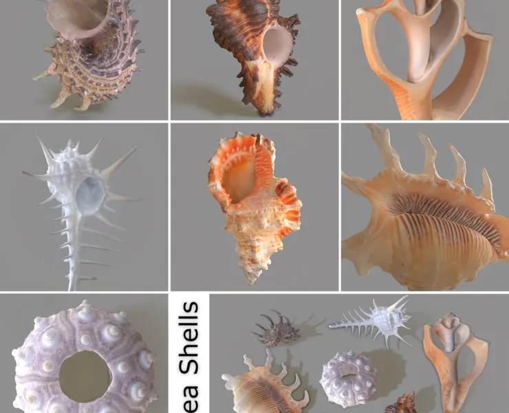 7 3D Scanned Sea Shells Collection FBX