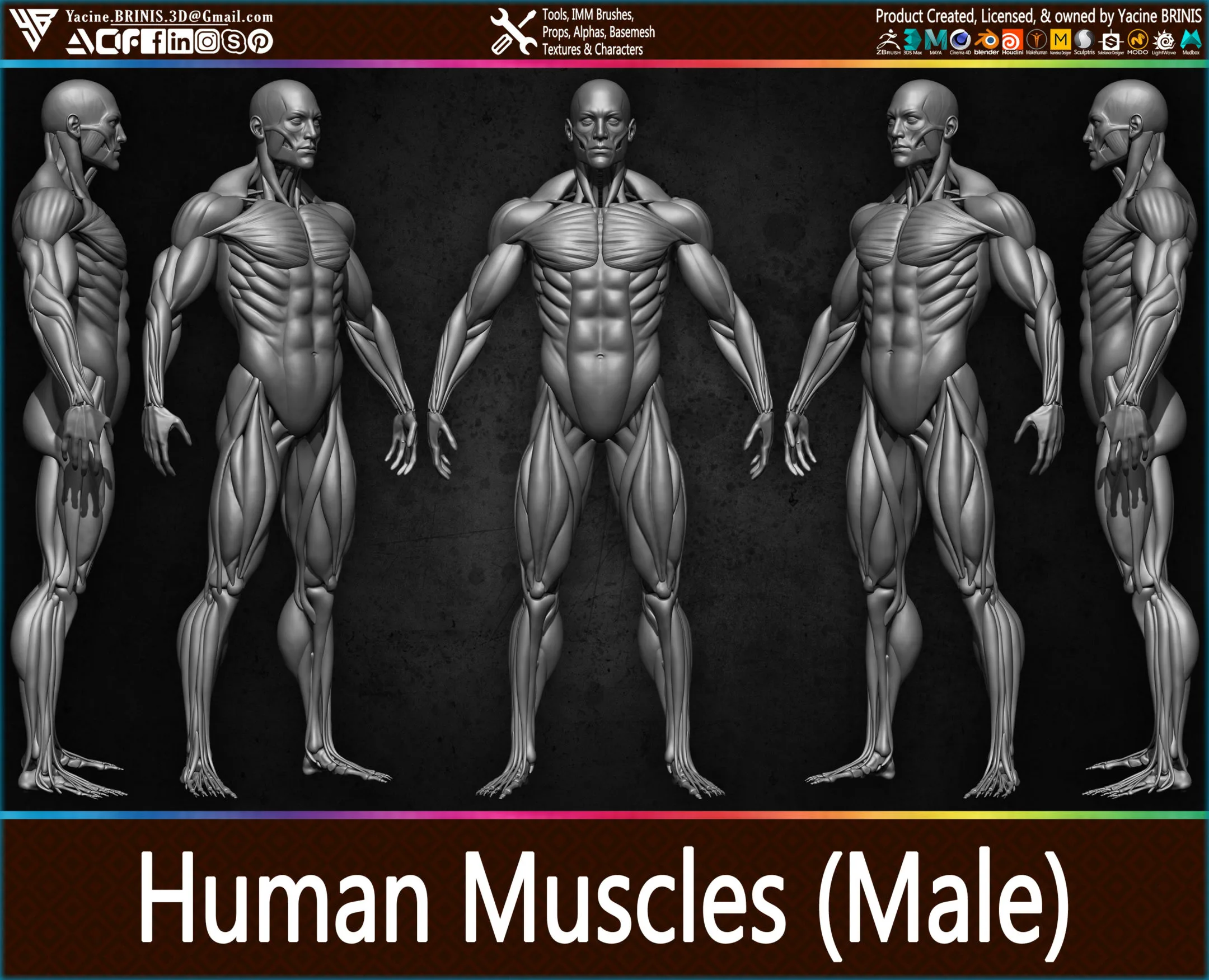 Human Muscles (Male)