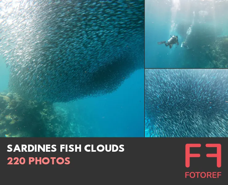 220 photos of Sardines Fish Clouds