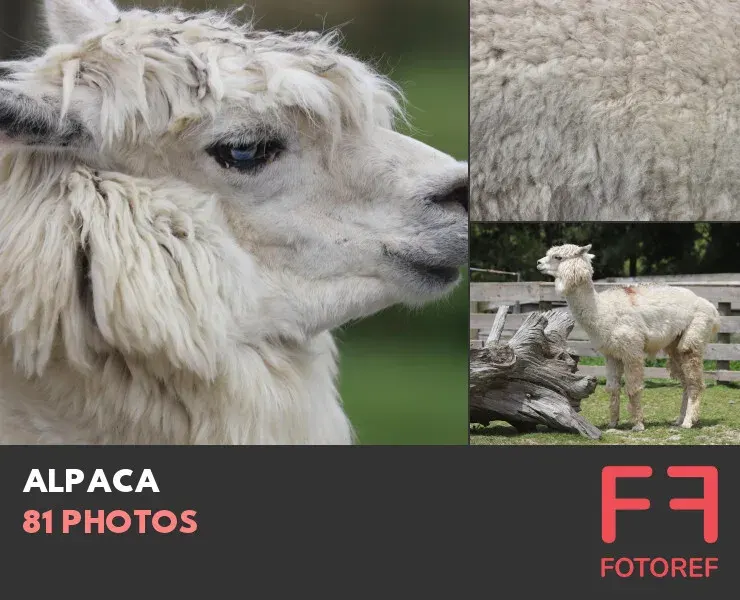 81 photos of Alpaca