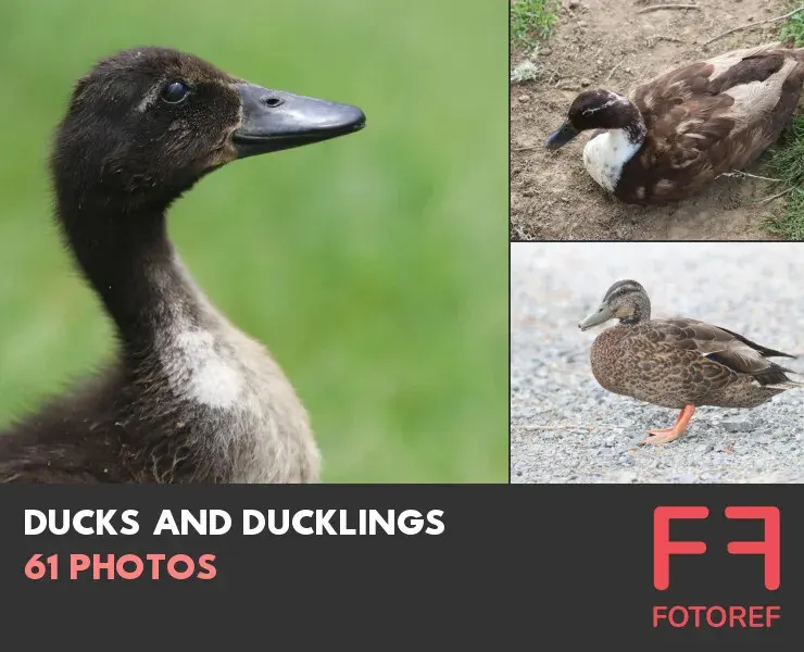 61 photos of Ducks and Ducklings