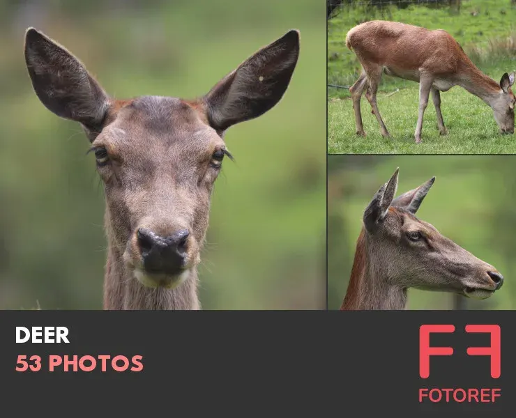 53 photos of Deer