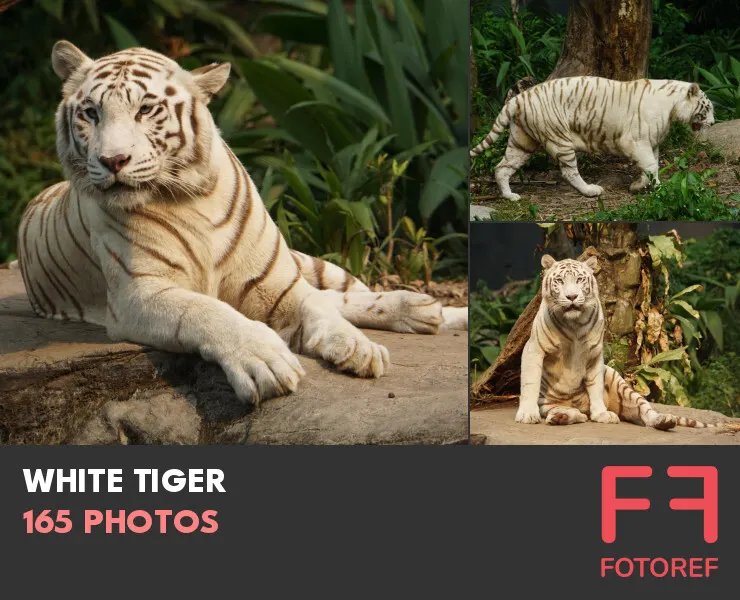 165 photos of White Tiger