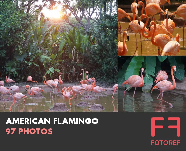 97 photos of American Flamingo