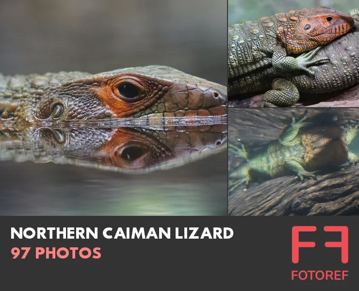 97 photos of Northern Caiman Lizard