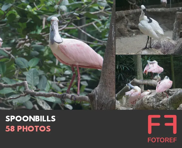 58 photos of Spoonbills