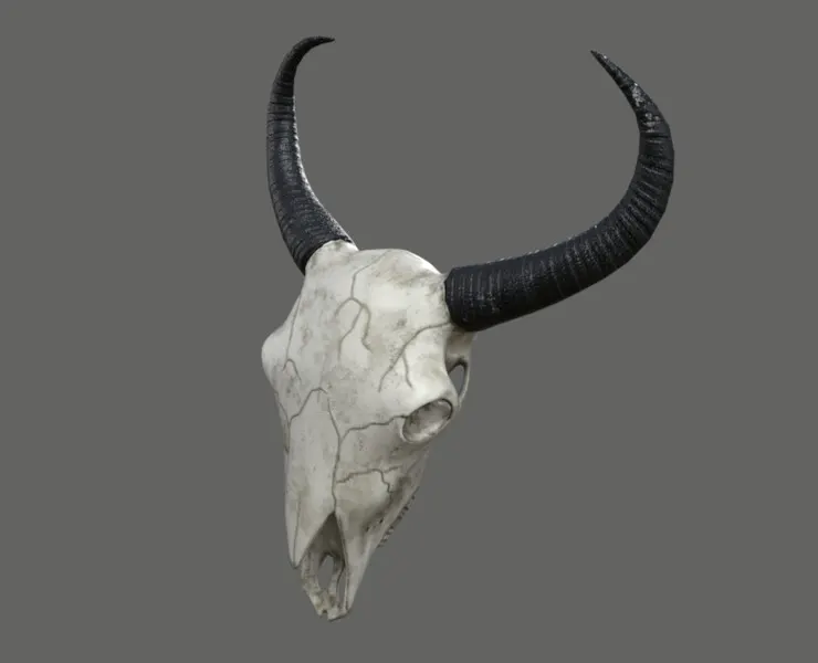 Cow Skull