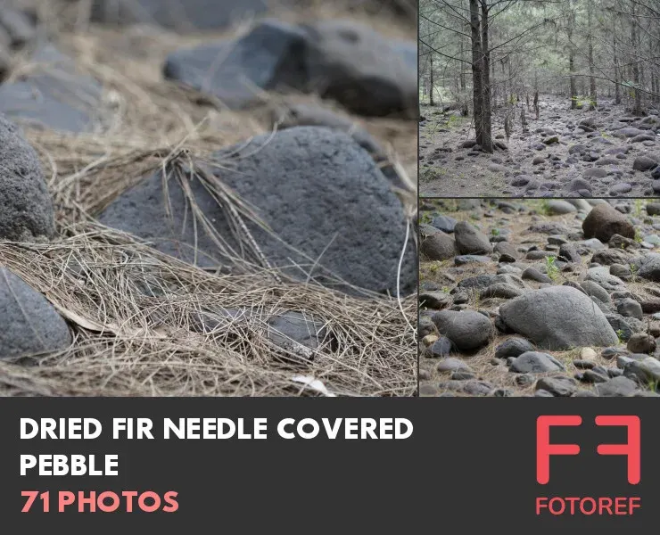 71 photos of Dried Fir Needle Covered Pebble