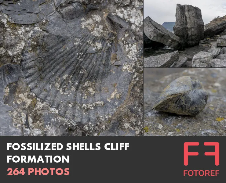 264 photos of Fossilized Shells Cliff Formation