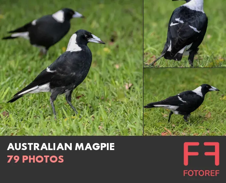 79 photos of Australian Magpie