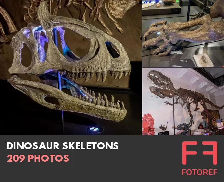 209 photos of Dinosaur Skeletons