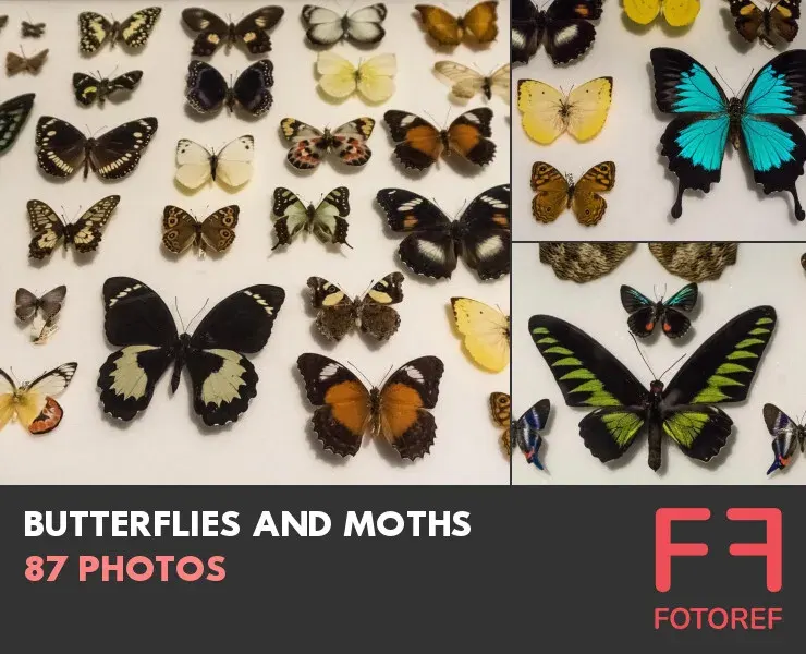 87 photos of Butterflies and Moths