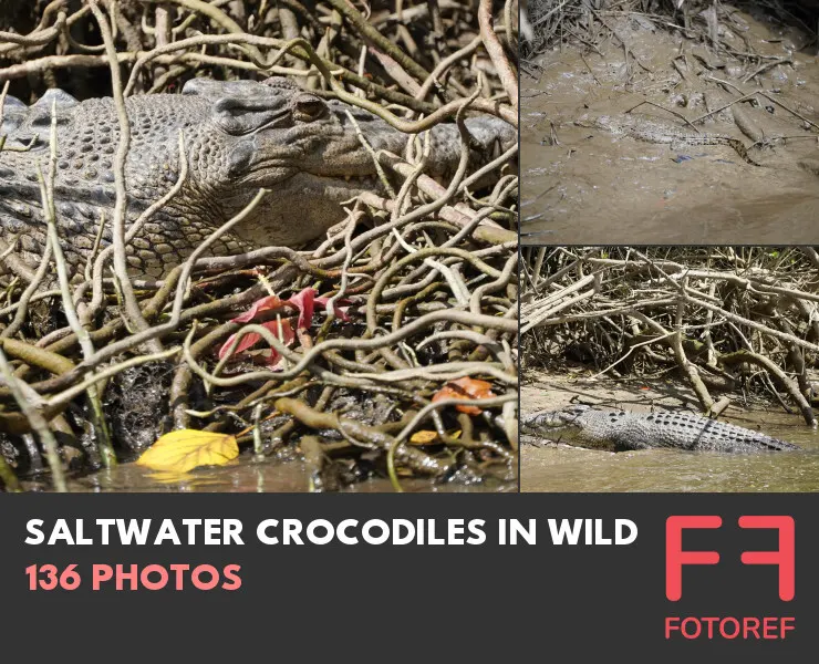 136 photos of Saltwater Crocodiles in Wild