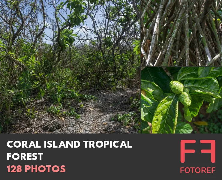 128 photos of Coral Island Tropical Forest