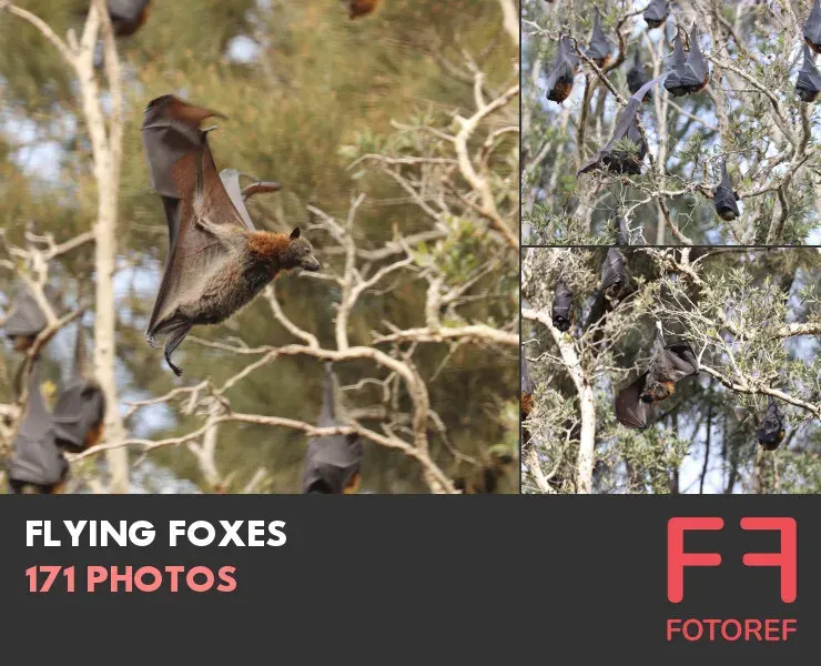 171 photos of Flying Foxes