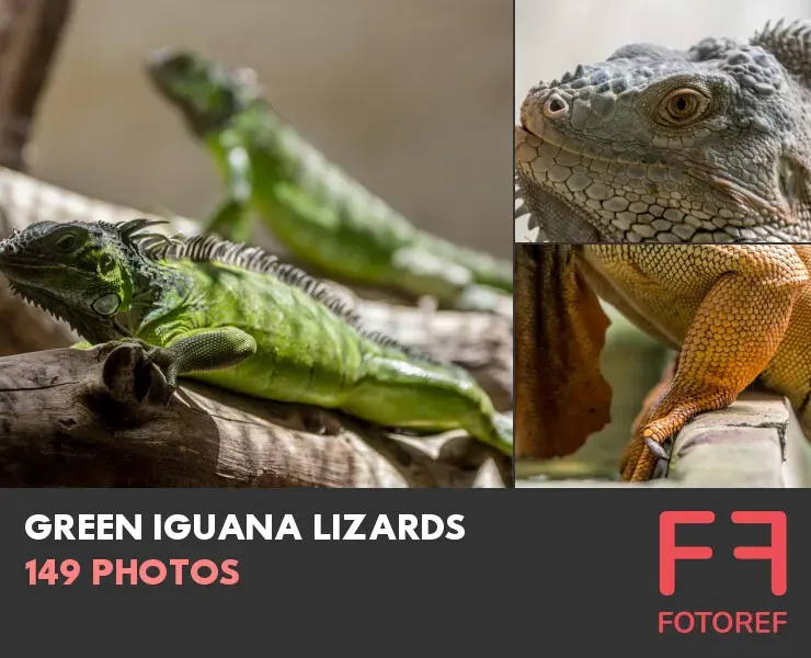 149 photos of Green Iguana Lizards