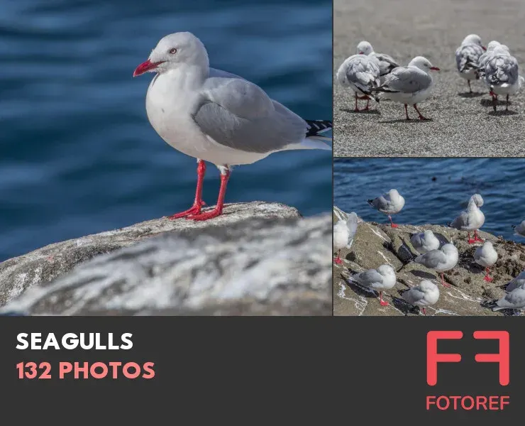 132 photos of Seagulls