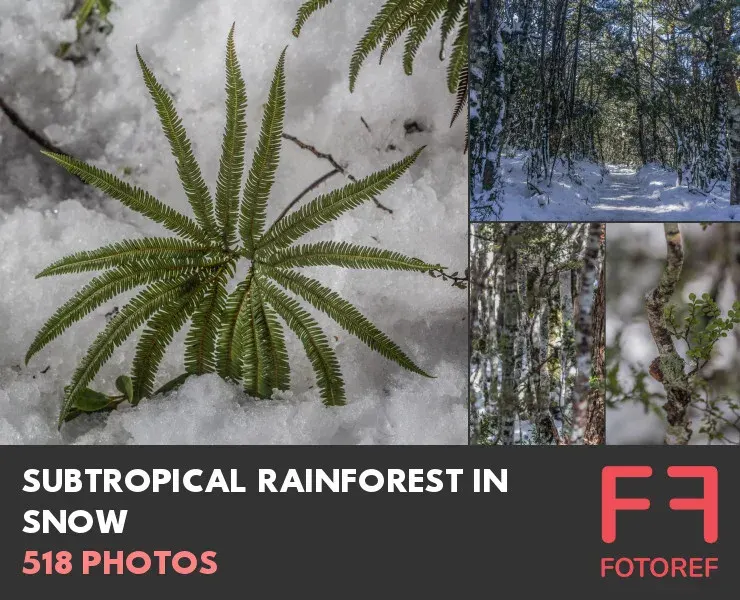 518 photos of Subtropical Rainforest in Snow